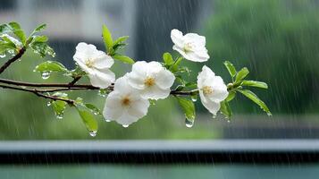 White flowers in the rain with raindrops on them photo