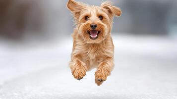 A dog is running in the snow photo