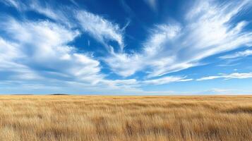 A field with tall grass and clouds in the sky photo