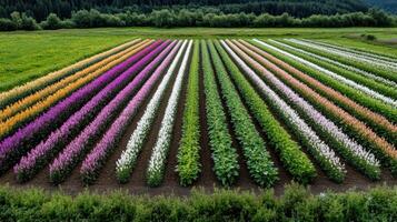 A field of flowers in the middle of a forest photo
