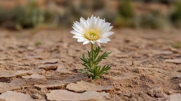 A single white flower growing in the middle of a dry field photo