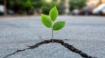 A small plant growing out of the crack in the road photo