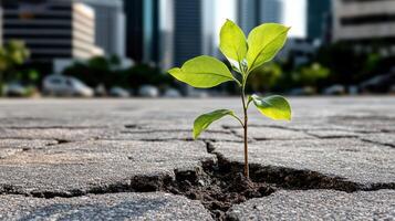 A plant sprouting from the crack in the pavement photo