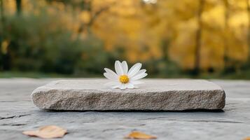 A single daisy sits on top of a stone slab photo