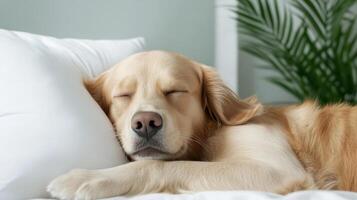 A golden retriever dog sleeping on a bed photo