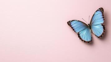Blue butterfly on pink background photo