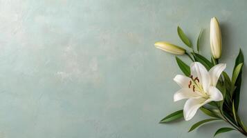 White lily flowers on a blue background photo