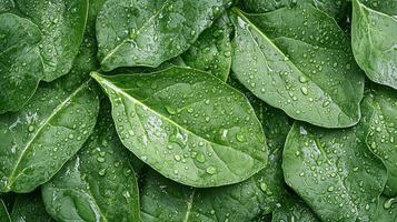 Spinach leaves with water droplets photo