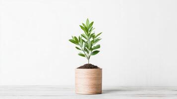 A small plant in a wooden vase on a white table photo