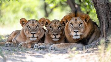 Three lions resting under a tree in the wild photo