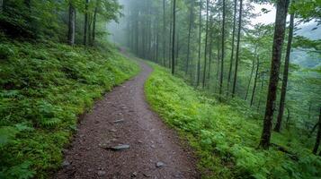 A dirt path in the woods with trees and grass photo