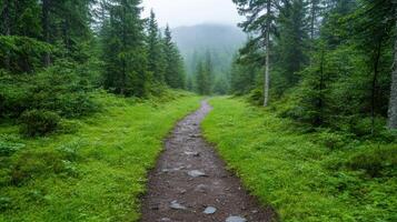 A path in the forest with trees and grass photo