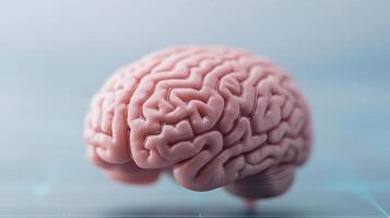 detailed model of human brain showcasing intricate folds and structures, symbolizing photo
