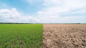 Lush green rice field contrasts with dry, barren land, showcasing environmental change photo
