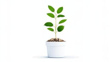 A plant in a pot with money on the ground photo