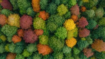 An aerial view of colorful trees in the forest photo