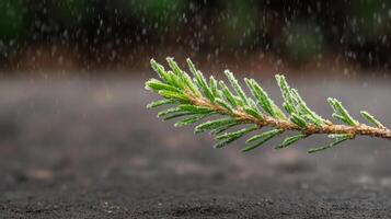 A small tree branch is growing in the rain photo