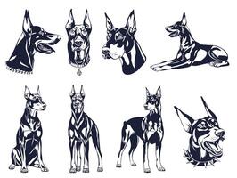 Doberman Pinscher Illustration Collection vector
