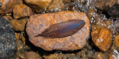 A feather rests on a rock in a stream photo