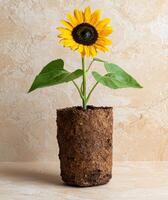 A sunflower in a biodegradable pot on a neutral background photo
