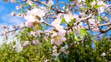 close-up of a bee collecting nectar from white-pink beautiful flowers of a blossoming apple tree, branches of an apple tree with flowers moving in a light wind on a warm spring sunny day video