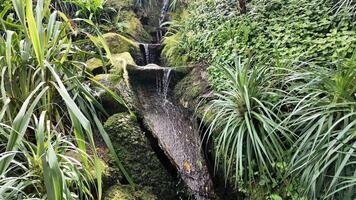 Small cascading waterfall in lush tropical garden, symbolizing tranquility and nature, ideal for relaxation themed concepts and Earth Day video