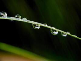Dew drops clinging to a slender blade of grass, capturing the delicate beauty of nature. photo
