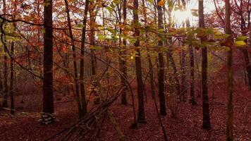 Aerial View of Englands Autumn Forests with Red Leaves and Twilight Glow video