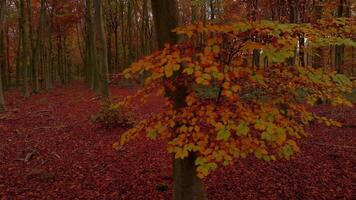 Aerial View of Beautiful Red Fall Leaves and Forests in England video