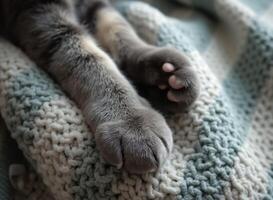 close-up of a grey cat's paws resting on a chunky knit blanket photo