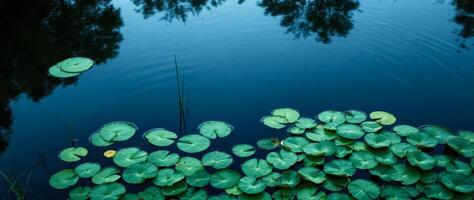 numerous green lily pads float on a calm deep blue pond photo