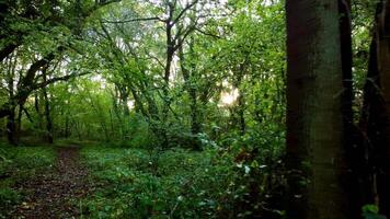 Aerial Drone View of Lush Green Forests and Woodlands in England Late Summer video