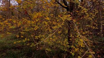 Drone View of Beautiful Autumnal Forests with Red Leaves in England video