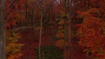 Autumn red colour Forests in England Drone View of Red Leaves and Fall Colors at Sunset video
