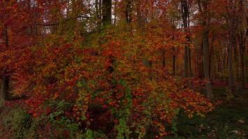 Drone View of Beautiful Autumn Forests with Red Leaves in England video