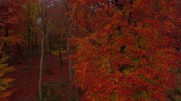 Aerial View of Red Fall Leaves and Autumn Forests in England video