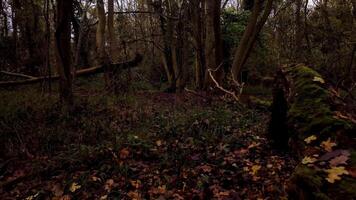 Aerial Perspective of Red Autumn Leaves and Forests in England video