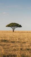An acacia tree stands proudly in the african savanna under a vast, open sky. photo