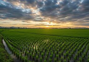 A breathtaking view of a green rice field bathed in the warm glow of the sunset. photo