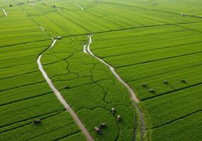 An expansive view of lush, green rice fields with water buffalo grazing in the open farmland. photo