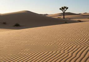 Dramatic desert landscape with rolling sand dunes under a clear sky and a single Joshua tree. photo