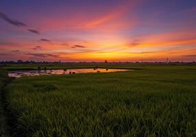Spectacular sunset view over a vast rice field, with a vibrant sky and serene atmosphere. photo