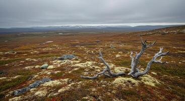 A stark and expansive view of a remote, barren landscape with weathered tree remains. photo