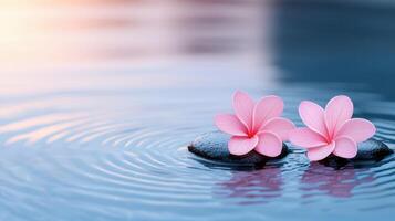 Serene Pink Plumeria Flowers on Smooth Black Stones Floating in Calm Water at Sunset photo
