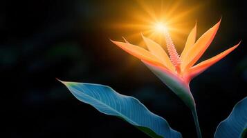 Vibrant Bird of Paradise Flower Illuminated by Sunlight a Stunning Tropical Bloom photo
