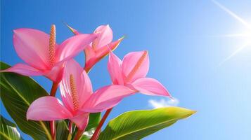 Vibrant Pink Anthurium Flowers Blooming Under a Sunny Sky A Stunning Display of Tropical Beauty photo