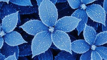 Stunning Close up of Frost Covered Blue Leaves Detailed Texture of Winter Plants photo