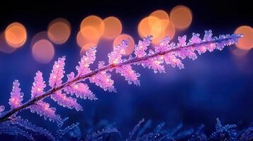 Enchanting Frost Covered Branch with Pink Lights Winter Wonderland Scene Magical Night photo