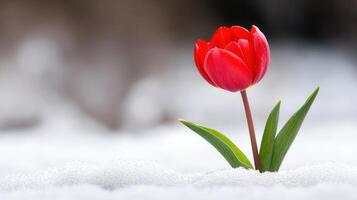 A Single Red Tulip Blooming in the Snow A Stunning Springtime Image photo
