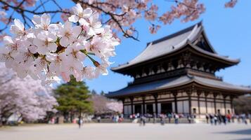 Stunning Spring Cherry Blossoms in Full Bloom near Ancient Japanese Temple photo